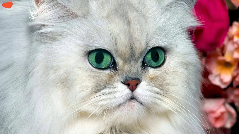 Persian chinchilla cat