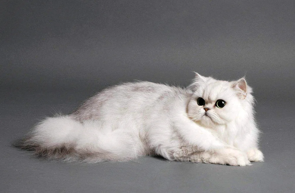 British shorthair cat