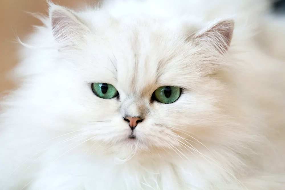 Persian chinchilla cat