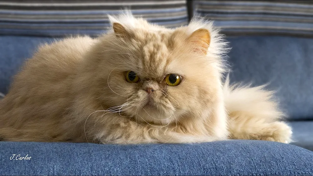 Persian long-haired cat