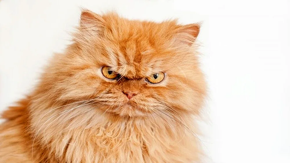 Long-haired Persian cat red