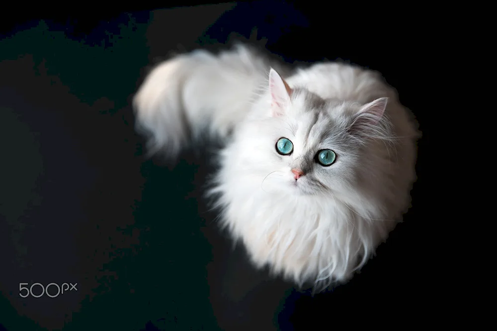 Angora cat