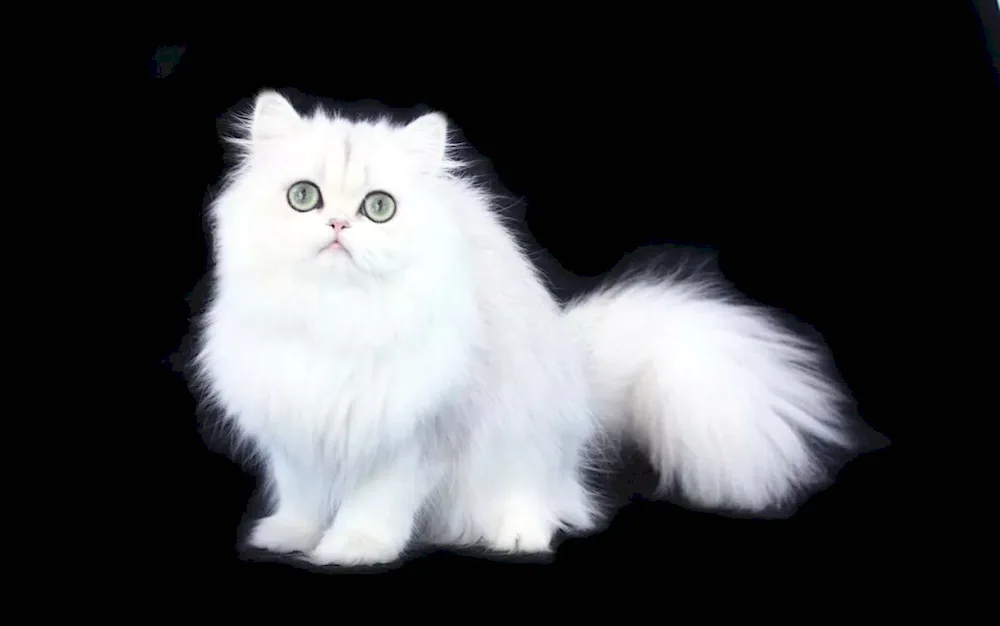 Persian Siberian longhair cat. long-haired