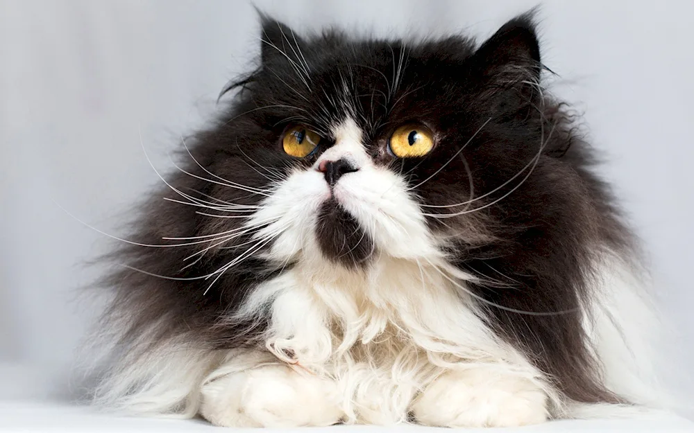 Persian Siberian long-haired black