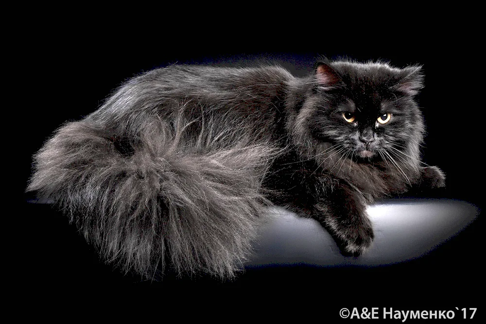 Persian Siberian longhair black