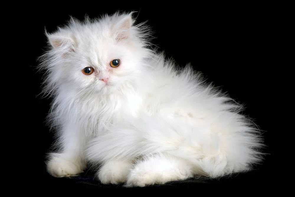 Scottish cat albino lop-eared cat