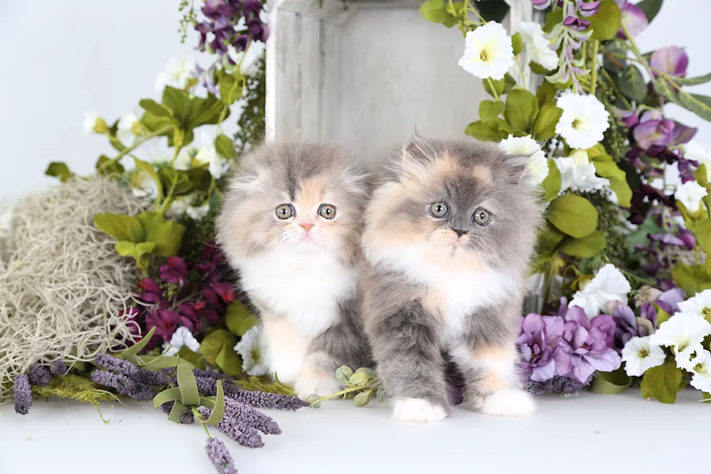 Persian lop-eared kittens