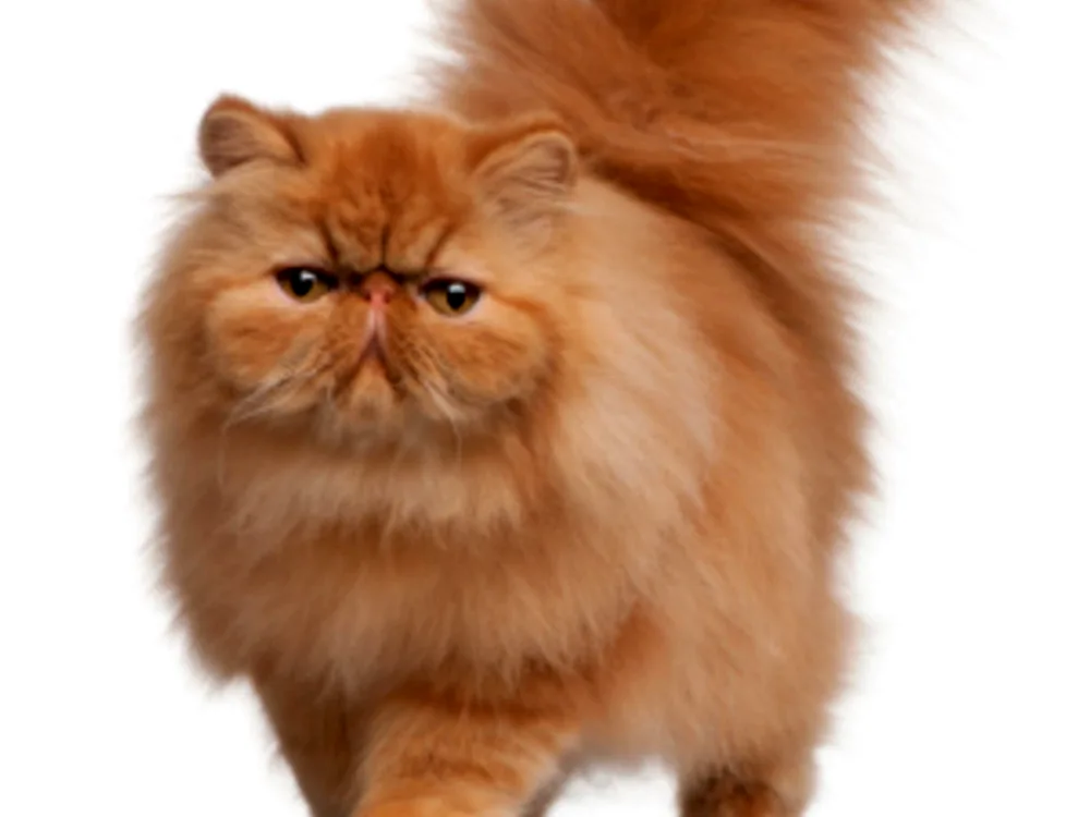 Long-haired Persian cat red