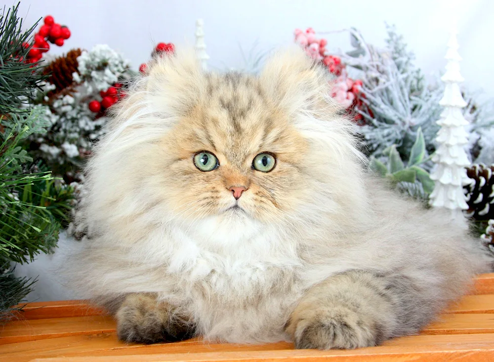 Golden chinchilla long-haired cat breed Persian chinchilla