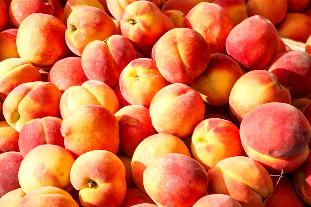 Perchick and nectarine