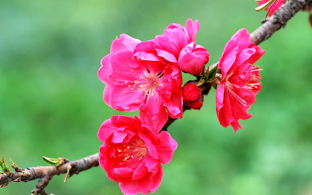 Pink peach