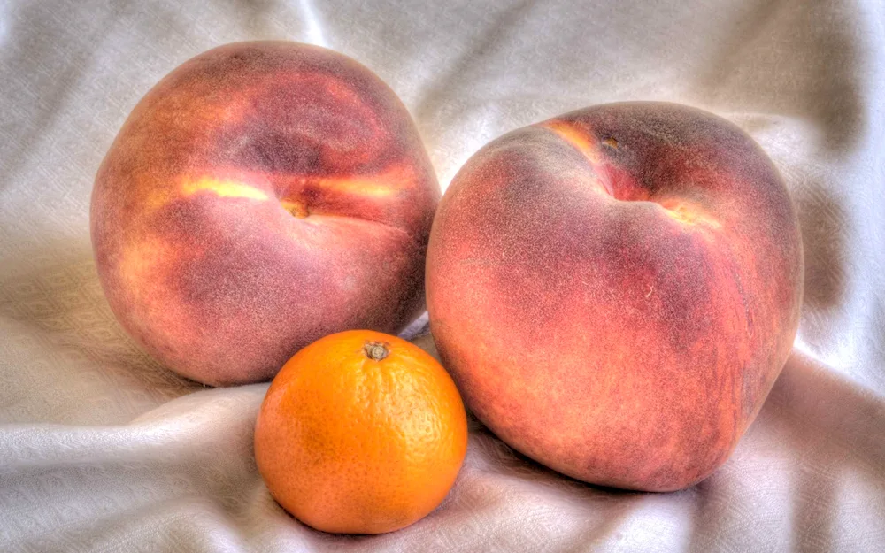 Perchik nectarine apricot