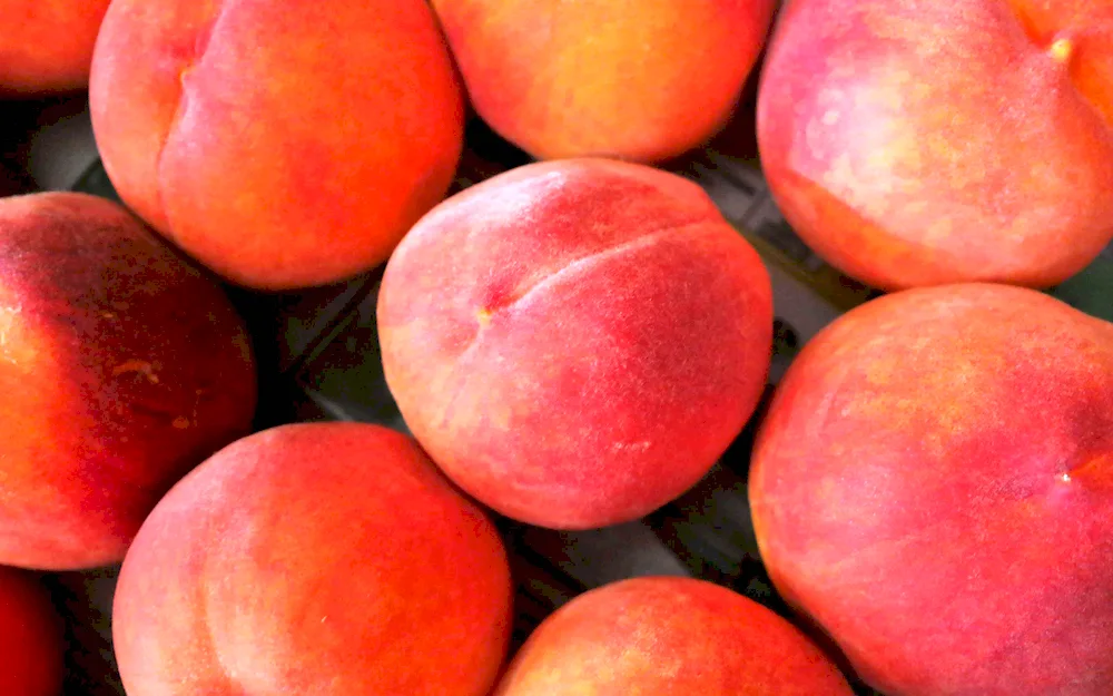 Perchick nectarine apricot