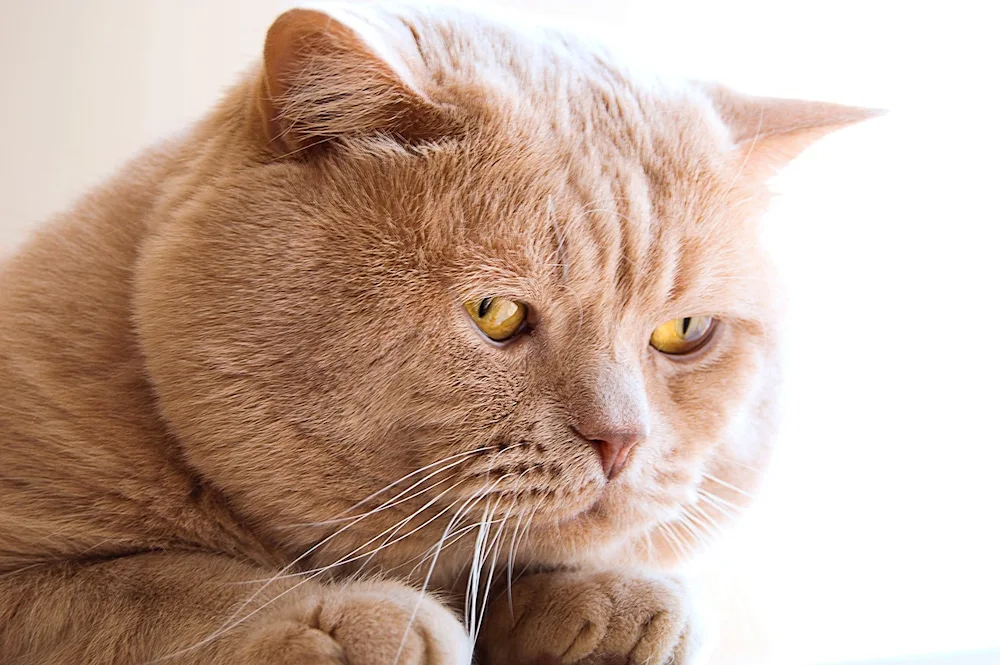 Scottish Scottish Fold Red