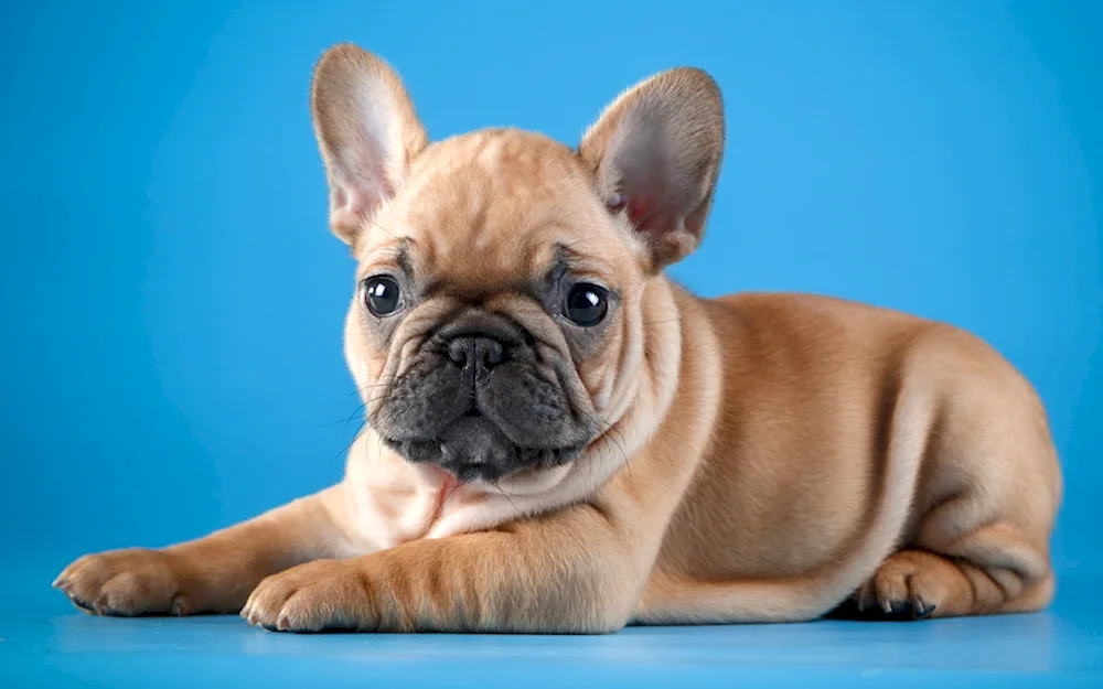 Dog French Bulldog