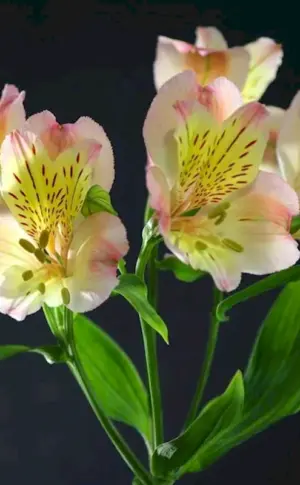 Peruvian Lily alstromeria