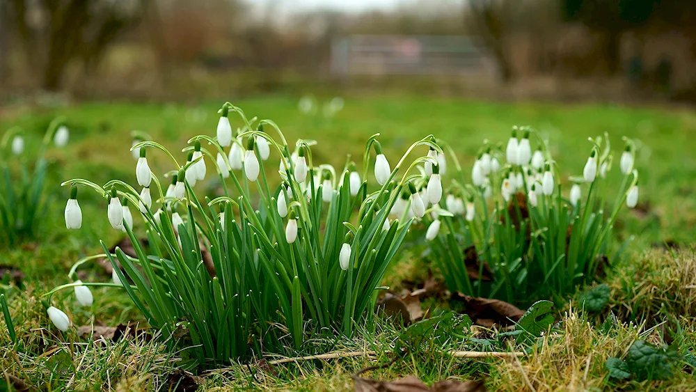 White-flowered primrose