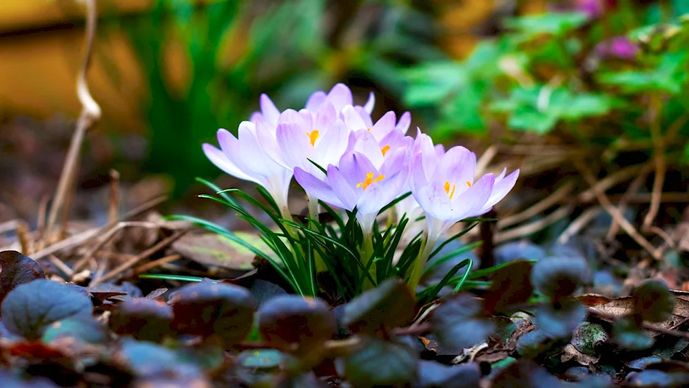 First flowers spring