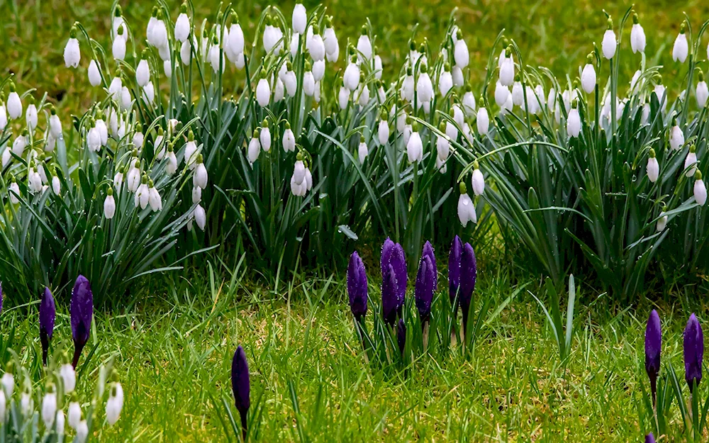 Flowers galanthus