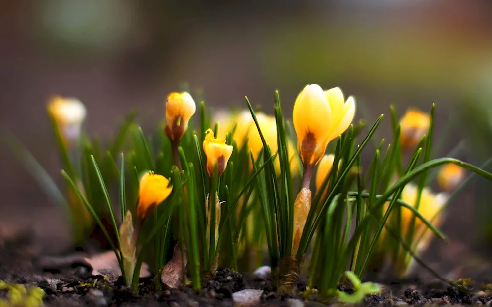 Crocuses and snowdrops