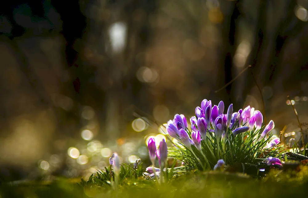 Crocus first flowers