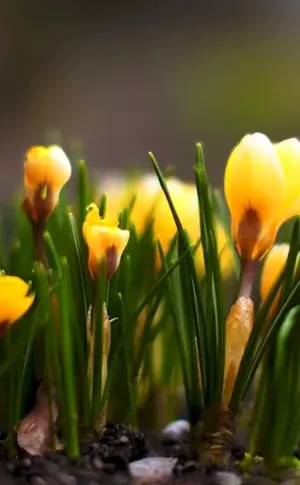 First flowers crocus