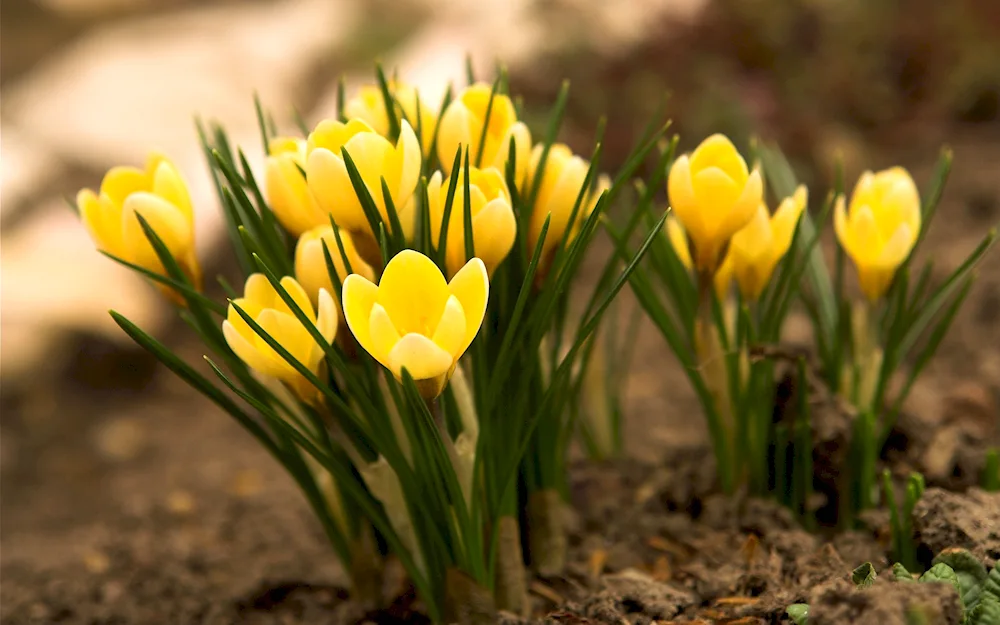 First flowers crocus crocus