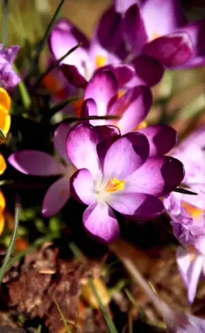 Crocus primroses