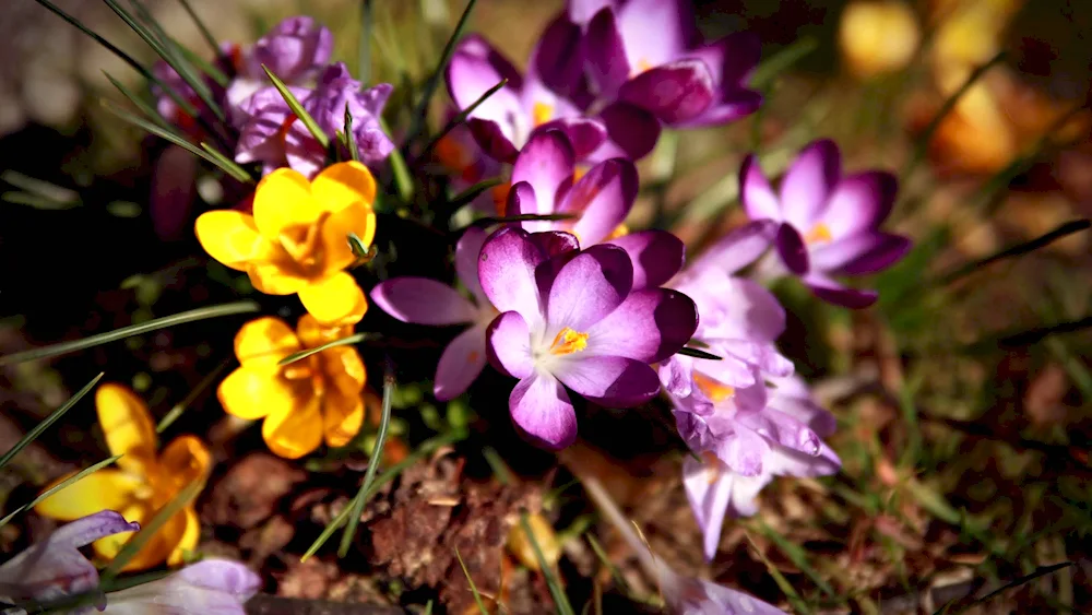 Crocus primroses