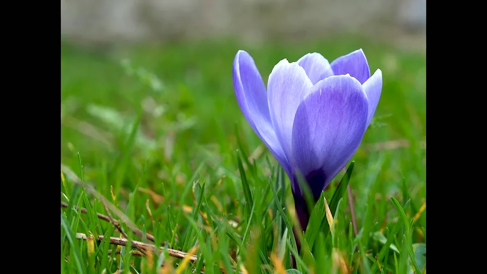 Permulas snowdrops crocus hyacinths.