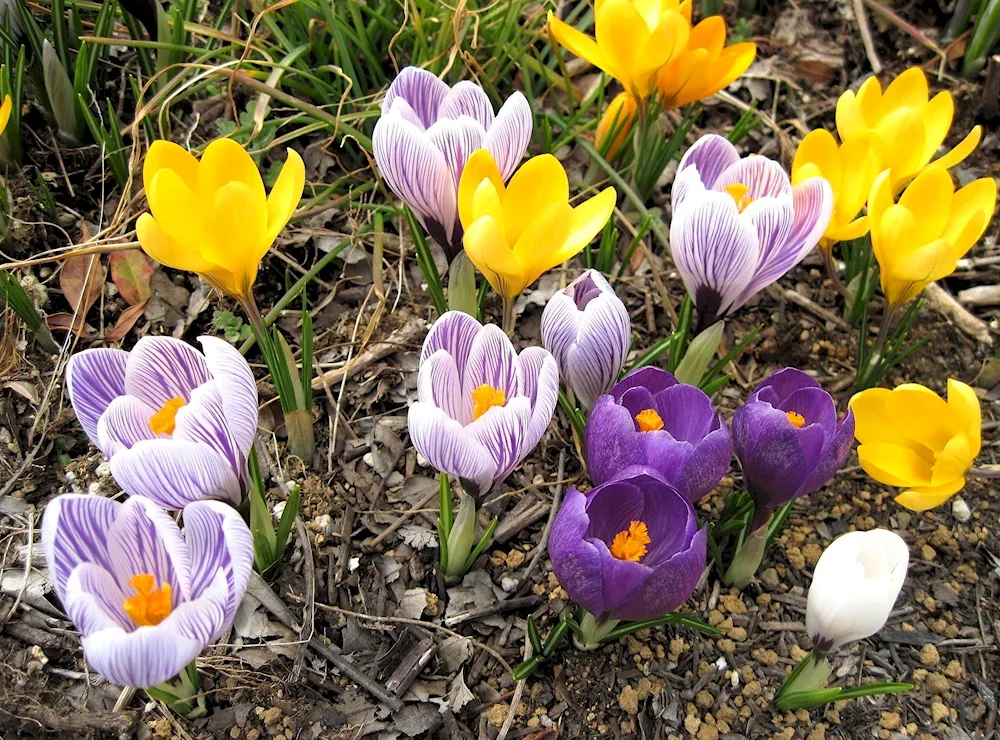 First flowers crocuses