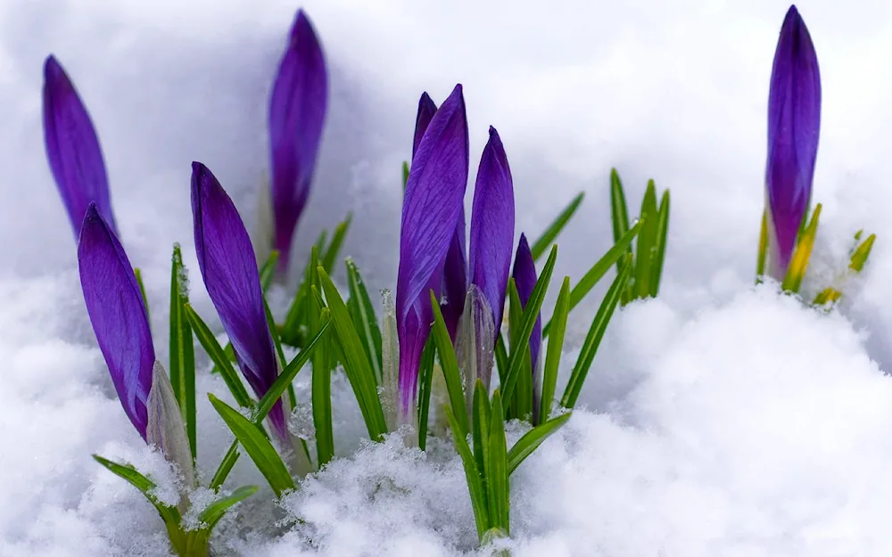 Crocus first flowers