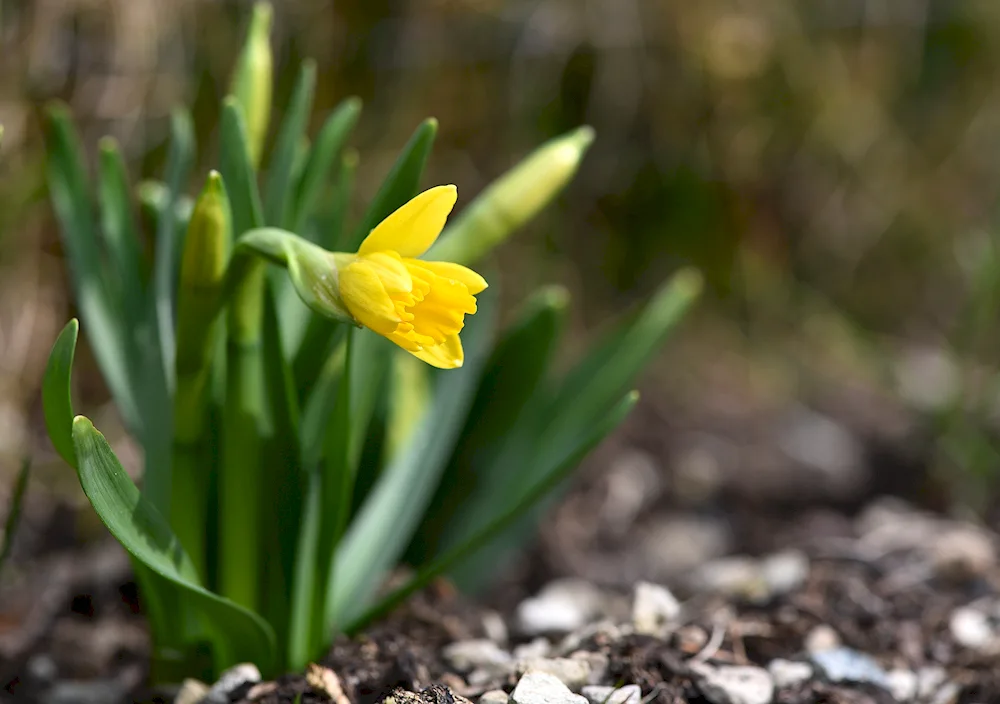 First flowers daffodils