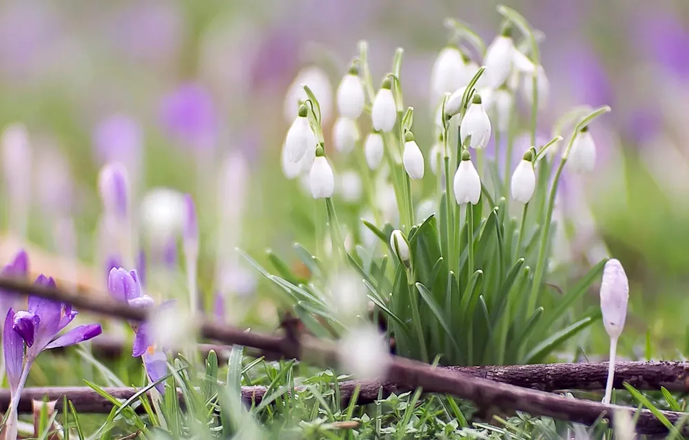 First Flowers snowdrops crocus hyacinths.