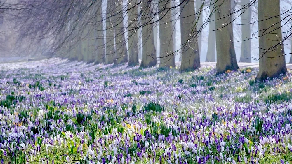 First flowers snowdrops snowdrops crocus hyacinths.