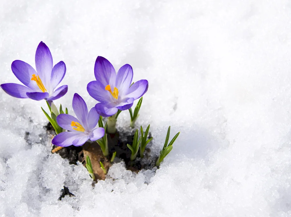 Beautiful snowdrops snowdrops crocus hyacinths.