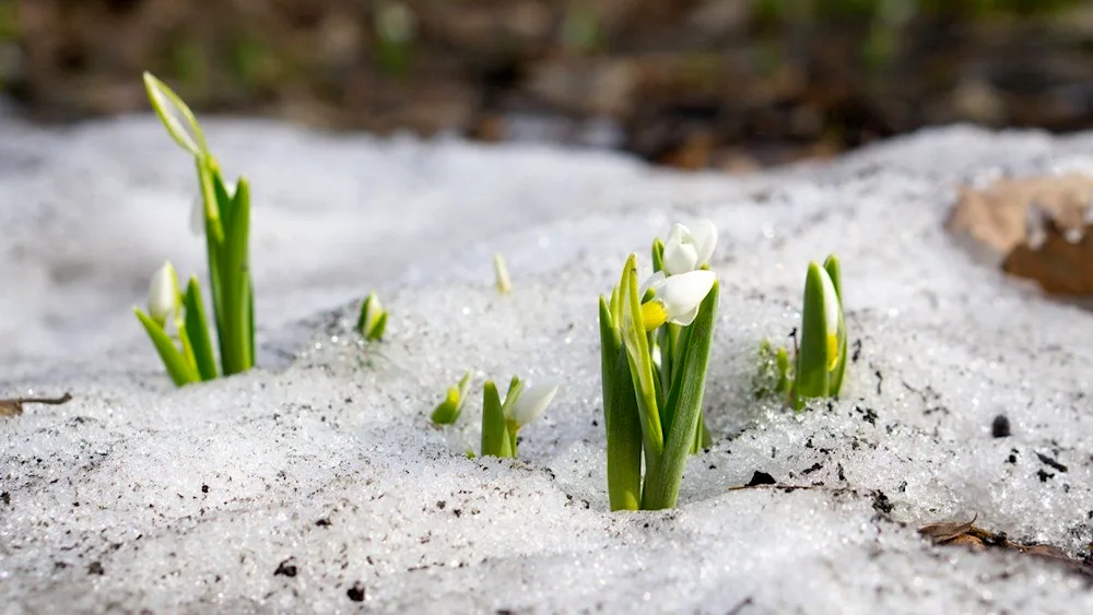 First Flowers snowdrops crocus crocus hyacinths.