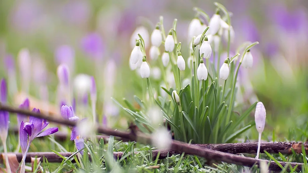 Pervoflowers snowdrops crocus hyacinths.