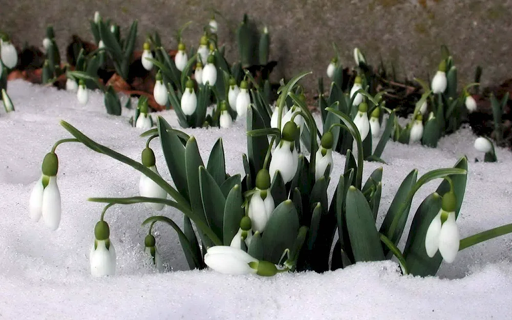 First flowers snowdrops crocus hyacinths.