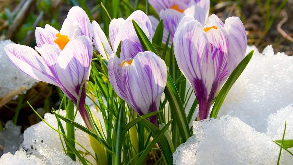 Yellow first flowers crocus