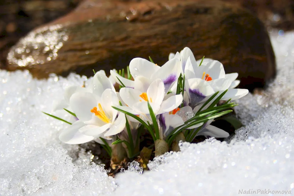 Crocus white flower first flower crocus hyacinths.