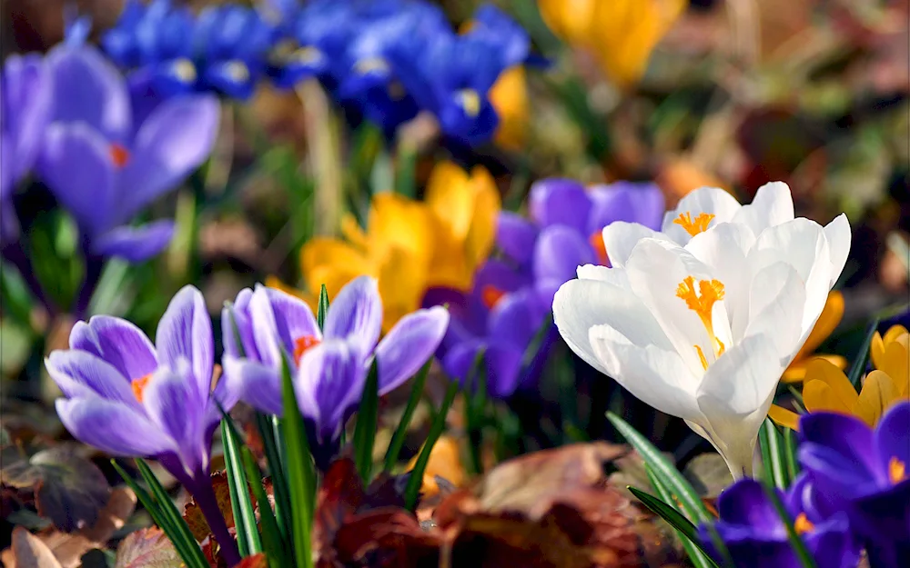 First flowers snowdrops crocus crocus hyacinths.