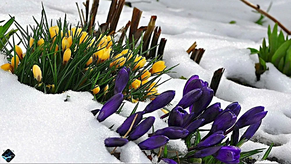 Flowers snowdrops crocus hyacinths.