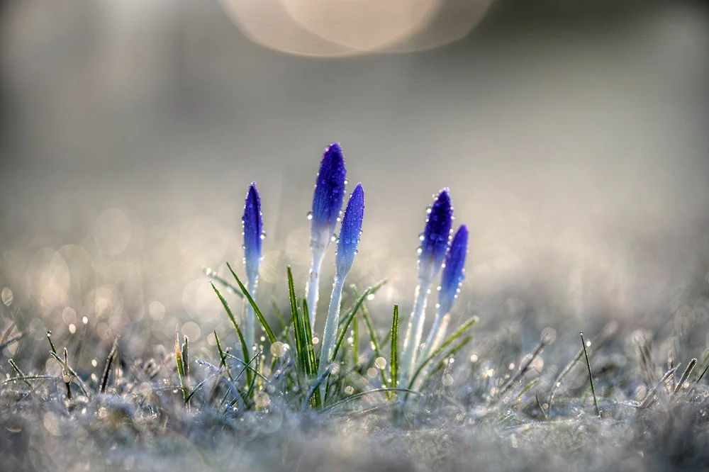 Flowers snowdrops crocuses hyacinths.