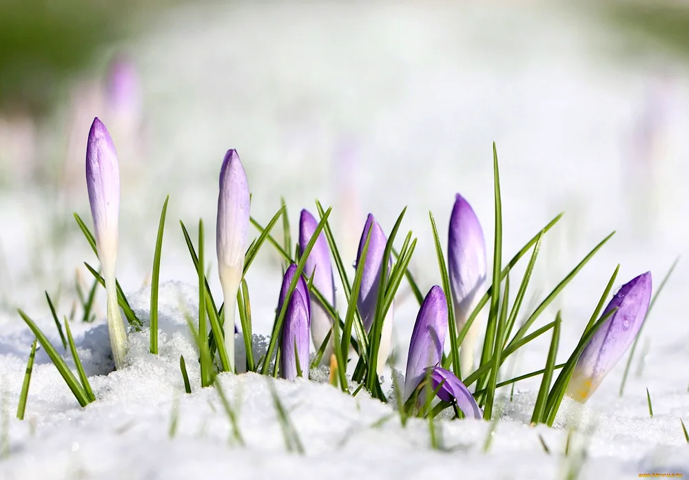 First Flowers snowdrops crocus hyacinths.