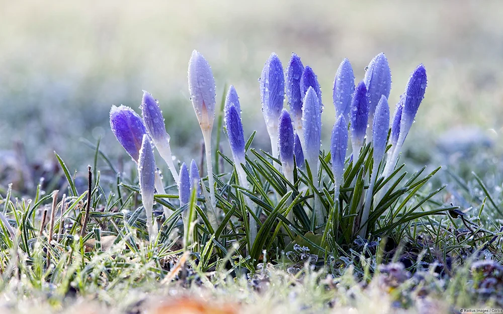 First Flowers snowdrops crocus hyacinths.