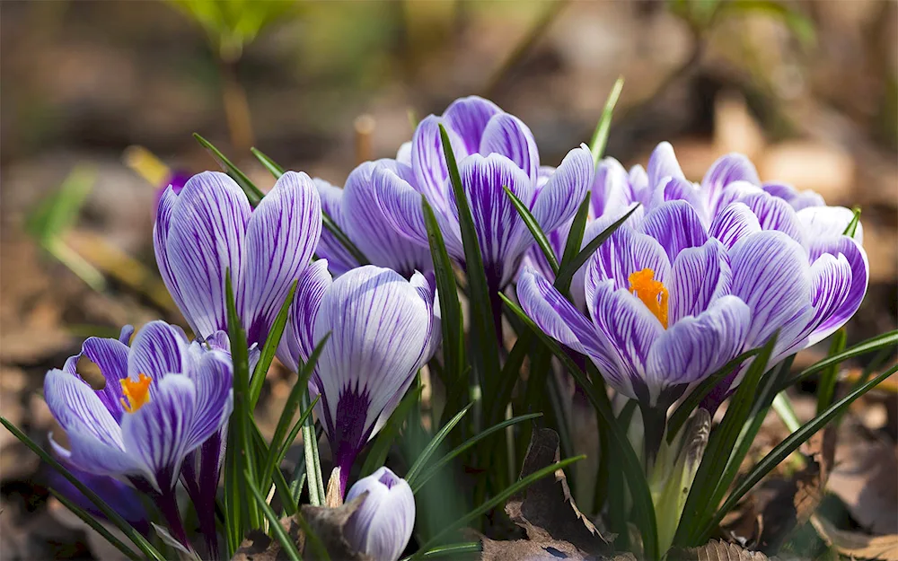 First flowers snowdrops crocus hyacinths.