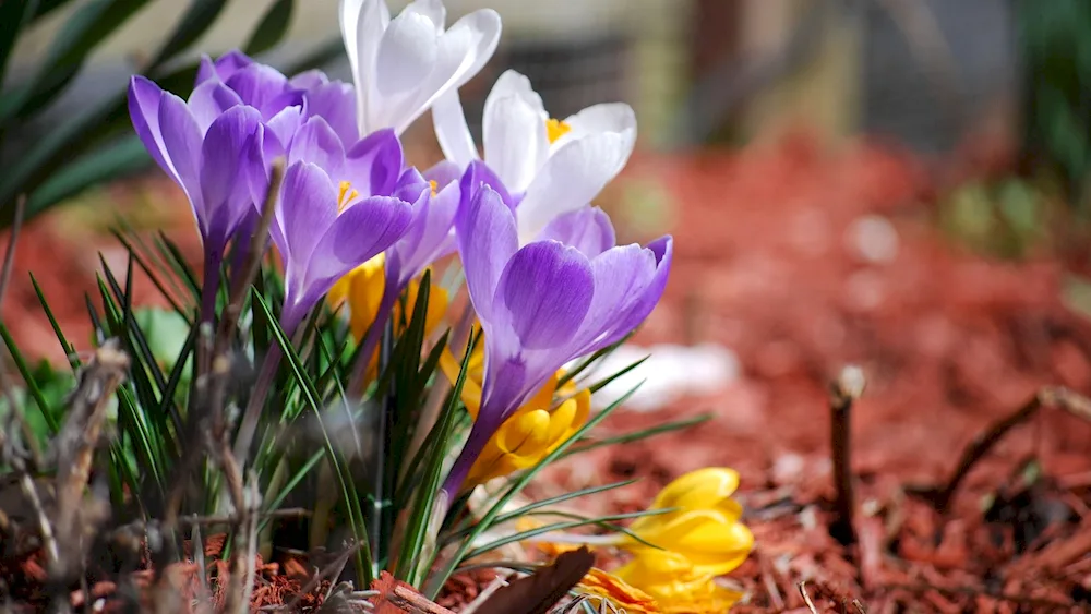 First flowers snowdrops crocus hyacinths.