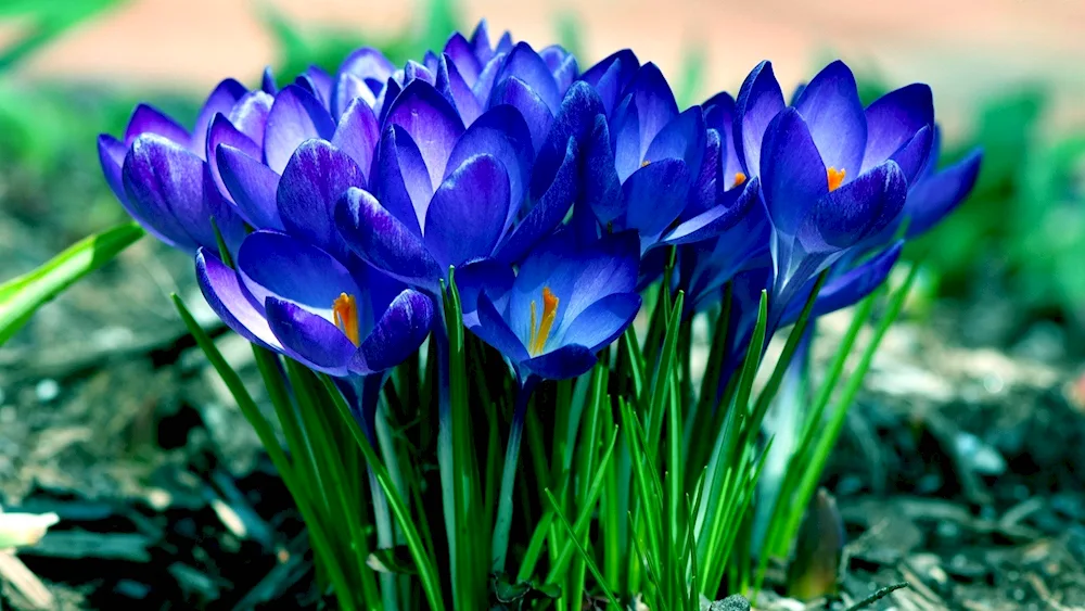 First flowers snowdrops crocus hyacinths.