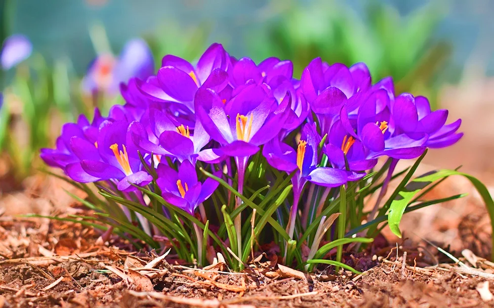 Flowers snowdrops crocus hyacinths.